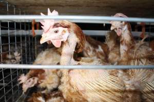 Hens in battery cages with feather loss - Australian egg farming at PACE Henholme Egg Farm, near Newcastle NSW - Captured at Henholme Battery Hen Farm, Buchanan NSW Australia.