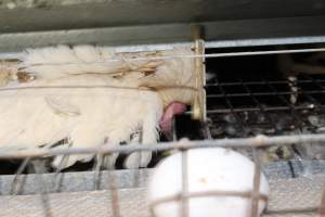 Dead hen in battery cages - Australian egg farming at Steve's Fresh Farm Eggs NSW - Captured at Steve's Fresh Farm Eggs, Rossmore NSW Australia.