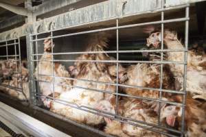 Hens in battery cages with feather loss - Australian egg farming at Kingsland LPC Caged Egg Farm, near Young NSW - Captured at Kingsland Caged Egg Facility, Bendick Murrell NSW Australia.