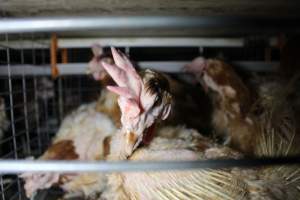 Hens in battery cages with feather loss - Australian egg farming at PACE Henholme Egg Farm, near Newcastle NSW - Captured at Henholme Battery Hen Farm, Buchanan NSW Australia.