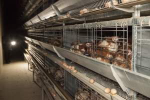 Hens in battery cages - Australian egg farming at Kingsland LPC Caged Egg Farm, near Young NSW - Captured at Kingsland Caged Egg Facility, Bendick Murrell NSW Australia.