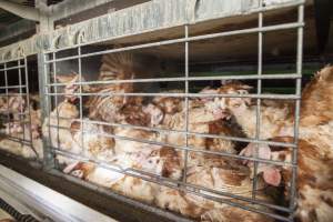 Hens in battery cages with feather loss - Australian egg farming at Kingsland LPC Caged Egg Farm, near Young NSW - Captured at Kingsland Caged Egg Facility, Bendick Murrell NSW Australia.