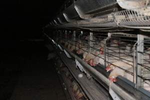 Hens in battery cages - Australian egg farming at Steve's Fresh Farm Eggs NSW - Captured at Steve's Fresh Farm Eggs, Rossmore NSW Australia.