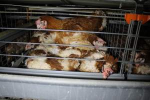 Hens in battery cages with feather loss - Australian egg farming at PACE Henholme Egg Farm, near Newcastle NSW - Captured at Henholme Battery Hen Farm, Buchanan NSW Australia.