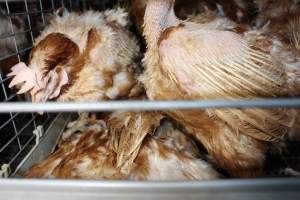 Hens in battery cages with feather loss - Australian egg farming at PACE Henholme Egg Farm, near Newcastle NSW - Captured at Henholme Battery Hen Farm, Buchanan NSW Australia.