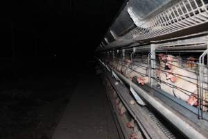 Hens in battery cages - Australian egg farming at Steve's Fresh Farm Eggs NSW - Captured at Steve's Fresh Farm Eggs, Rossmore NSW Australia.