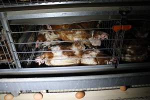 Hens in battery cages with feather loss - Australian egg farming at PACE Henholme Egg Farm, near Newcastle NSW - Captured at Henholme Battery Hen Farm, Buchanan NSW Australia.