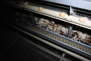 Hens in battery cages - Australian egg farming at PACE Henholme Egg Farm, near Newcastle NSW - Captured at Henholme Battery Hen Farm, Buchanan NSW Australia.