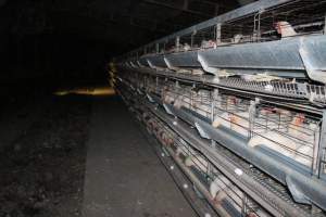 Hens in battery cages (three tier) - Australian egg farming at Steve's Fresh Farm Eggs NSW - Captured at Steve's Fresh Farm Eggs, Rossmore NSW Australia.