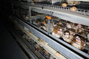 Hens in battery cages with feather loss - Australian egg farming at PACE Henholme Egg Farm, near Newcastle NSW - Captured at Henholme Battery Hen Farm, Buchanan NSW Australia.