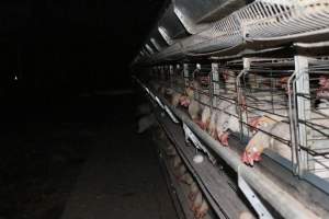 Hens in battery cages - Australian egg farming at Steve's Fresh Farm Eggs NSW - Captured at Steve's Fresh Farm Eggs, Rossmore NSW Australia.