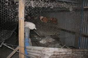 Hens in battery cages - Australian egg farming at Steve's Fresh Farm Eggs NSW - Captured at Steve's Fresh Farm Eggs, Rossmore NSW Australia.