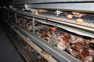 Hens in battery cages with feather loss - Australian egg farming at PACE Henholme Egg Farm, near Newcastle NSW - Captured at Henholme Battery Hen Farm, Buchanan NSW Australia.