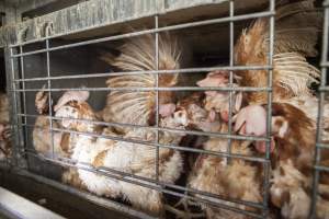 Hens in battery cages with feather loss - Australian egg farming at Kingsland LPC Caged Egg Farm, near Young NSW - Captured at Kingsland Caged Egg Facility, Bendick Murrell NSW Australia.