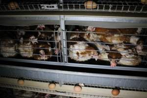 Hens in battery cages with feather loss - Australian egg farming at PACE Henholme Egg Farm, near Newcastle NSW - Captured at Henholme Battery Hen Farm, Buchanan NSW Australia.