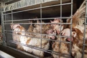 Hens in battery cages with feather loss - Australian egg farming at Kingsland LPC Caged Egg Farm, near Young NSW - Captured at Kingsland Caged Egg Facility, Bendick Murrell NSW Australia.