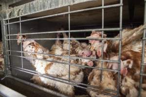 Hens in battery cages with feather loss - Australian egg farming at Kingsland LPC Caged Egg Farm, near Young NSW - Captured at Kingsland Caged Egg Facility, Bendick Murrell NSW Australia.