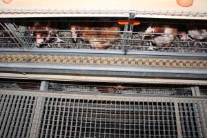 Battery cages 8 tiers high with walking platform halfway up - Australian egg farming at PACE Henholme Egg Farm, near Newcastle NSW - Captured at Henholme Battery Hen Farm, Buchanan NSW Australia.