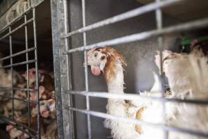 Hens in battery cages with feather loss - Australian egg farming at Kingsland LPC Caged Egg Farm, near Young NSW - Captured at Kingsland Caged Egg Facility, Bendick Murrell NSW Australia.