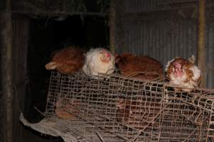 Hens in 'free range' room - Australian egg farming at Steve's Fresh Farm Eggs NSW - Captured at Steve's Fresh Farm Eggs, Rossmore NSW Australia.