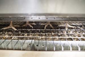 Hens in battery cages - Australian egg farming at Kingsland LPC Caged Egg Farm, near Young NSW - Captured at Kingsland Caged Egg Facility, Bendick Murrell NSW Australia.