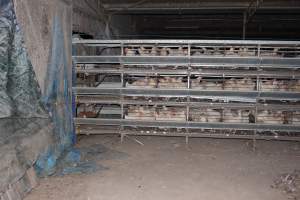 Hens in battery cages (three tier) - Australian egg farming at Steve's Fresh Farm Eggs NSW - Captured at Steve's Fresh Farm Eggs, Rossmore NSW Australia.