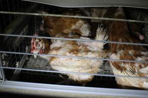 Hens in battery cages with feather loss - Australian egg farming at PACE Henholme Egg Farm, near Newcastle NSW - Captured at Henholme Battery Hen Farm, Buchanan NSW Australia.