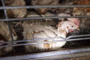 Hens in battery cages with feather loss - Australian egg farming at Kingsland LPC Caged Egg Farm, near Young NSW - Captured at Kingsland Caged Egg Facility, Bendick Murrell NSW Australia.