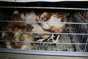 Hens in battery cages with feather loss - Australian egg farming at PACE Henholme Egg Farm, near Newcastle NSW - Captured at Henholme Battery Hen Farm, Buchanan NSW Australia.