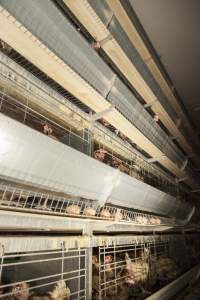 Hens in battery cages - Australian egg farming at Kingsland LPC Caged Egg Farm, near Young NSW - Captured at Kingsland Caged Egg Facility, Bendick Murrell NSW Australia.