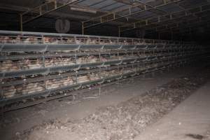 Hens in battery cages (three tier) - Australian egg farming at Steve's Fresh Farm Eggs NSW - Captured at Steve's Fresh Farm Eggs, Rossmore NSW Australia.