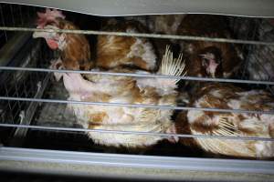 Hens in battery cages with feather loss - Australian egg farming at PACE Henholme Egg Farm, near Newcastle NSW - Captured at Henholme Battery Hen Farm, Buchanan NSW Australia.