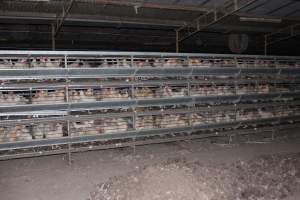 Hens in battery cages (three tier) - Australian egg farming at Steve's Fresh Farm Eggs NSW - Captured at Steve's Fresh Farm Eggs, Rossmore NSW Australia.