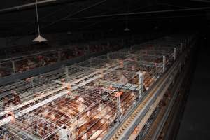 Hens in battery cages - from above - Australian egg farming at PACE Henholme Egg Farm, near Newcastle NSW - Captured at Henholme Battery Hen Farm, Buchanan NSW Australia.