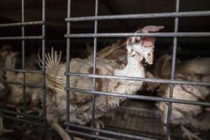 Hens in battery cages with feather loss - Australian egg farming at Kingsland LPC Caged Egg Farm, near Young NSW - Captured at Kingsland Caged Egg Facility, Bendick Murrell NSW Australia.