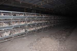 Hens in battery cages (three tier) - Australian egg farming at Steve's Fresh Farm Eggs NSW - Captured at Steve's Fresh Farm Eggs, Rossmore NSW Australia.