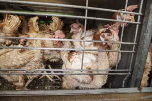 Hens in battery cages with feather loss - Australian egg farming at Kingsland LPC Caged Egg Farm, near Young NSW - Captured at Kingsland Caged Egg Facility, Bendick Murrell NSW Australia.