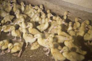 Young ducklings - Australian duck farming - Captured at Tinder Creek Duck Farm, Mellong NSW Australia.