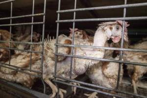 Hens in battery cages with feather loss - Australian egg farming at Kingsland LPC Caged Egg Farm, near Young NSW - Captured at Kingsland Caged Egg Facility, Bendick Murrell NSW Australia.