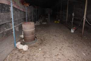 Hens in 'free range' room - Australian egg farming at Steve's Fresh Farm Eggs NSW - Captured at Steve's Fresh Farm Eggs, Rossmore NSW Australia.