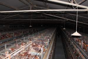 Hens in battery cages - from above - Australian egg farming at PACE Henholme Egg Farm, near Newcastle NSW - Captured at Henholme Battery Hen Farm, Buchanan NSW Australia.