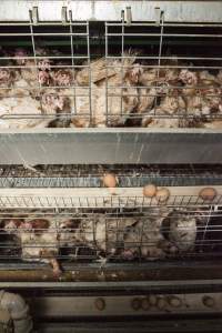 Hens in battery cages with feather loss - Australian egg farming at Kingsland LPC Caged Egg Farm, near Young NSW - Captured at Kingsland Caged Egg Facility, Bendick Murrell NSW Australia.