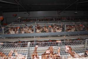 Hens in battery cages - from above - Australian egg farming at PACE Henholme Egg Farm, near Newcastle NSW - Captured at Henholme Battery Hen Farm, Buchanan NSW Australia.