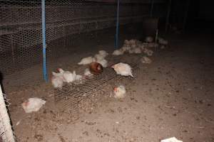 Hens in 'free range' room - Australian egg farming at Steve's Fresh Farm Eggs NSW - Captured at Steve's Fresh Farm Eggs, Rossmore NSW Australia.