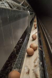 Eggs on conveyor belt in front of cages - Australian egg farming at Kingsland LPC Caged Egg Farm, near Young NSW - Captured at Kingsland Caged Egg Facility, Bendick Murrell NSW Australia.