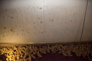 Young ducklings - Australian duck farming - Captured at Tinder Creek Duck Farm, Mellong NSW Australia.