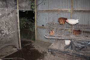 Hens in 'free range' room - Australian egg farming at Steve's Fresh Farm Eggs NSW - Captured at Steve's Fresh Farm Eggs, Rossmore NSW Australia.