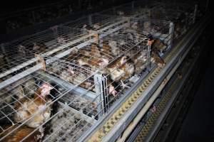 Hens in battery cages - Australian egg farming at PACE Henholme Egg Farm, near Newcastle NSW - Captured at Henholme Battery Hen Farm, Buchanan NSW Australia.