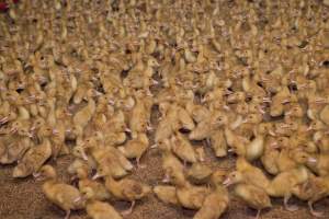 Young ducklings - Australian duck farming - Captured at Tinder Creek Duck Farm, Mellong NSW Australia.