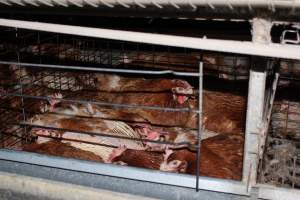 Hens in battery cages - Australian egg farming at Steve's Fresh Farm Eggs NSW - Captured at Steve's Fresh Farm Eggs, Rossmore NSW Australia.